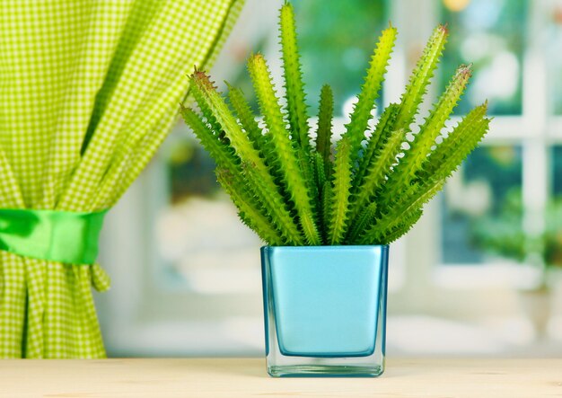 Foto cactus em vaso no peitoril da janela