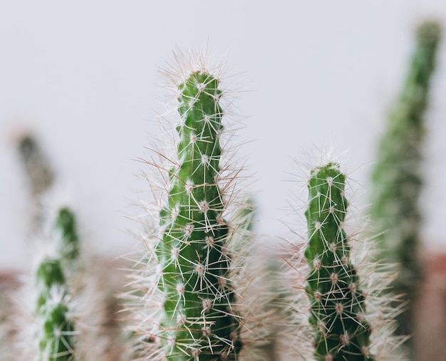 Cactus enano con espinas en primer plano