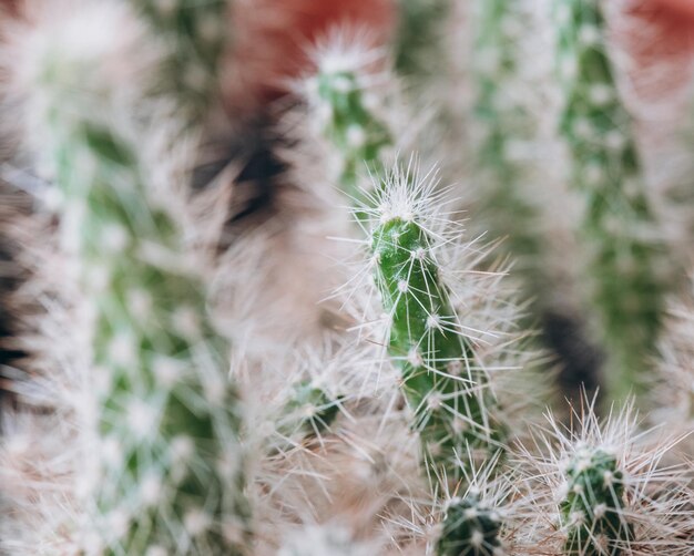 Cactus enano con espinas en primer plano