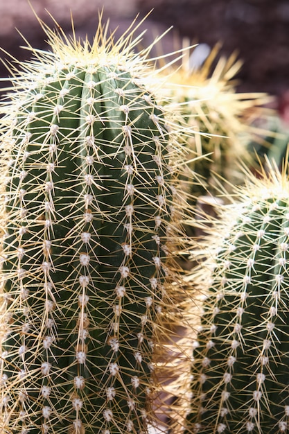 Cactus Erizo