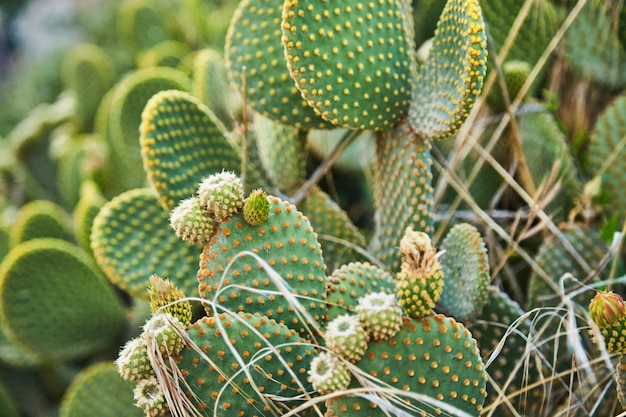 Cactus es al aire libre