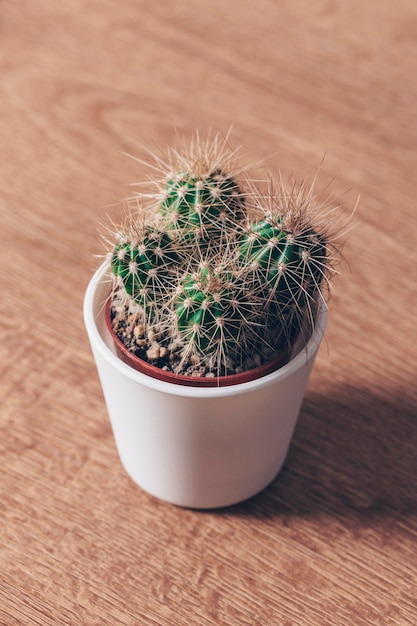 Cactus en el escritorio Plantas en el espacio de trabajo