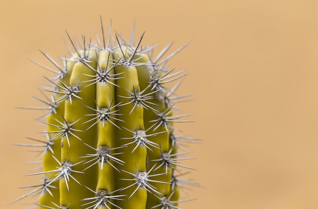 Cactus con espinas afiladas