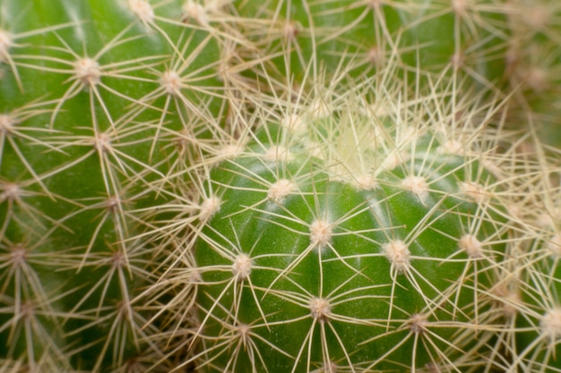 Cactus espinas. Macro cactus espinas. De cerca