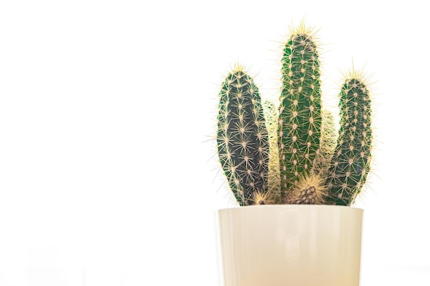 cactus espinoso planta suculenta casa planta perenne interior flor en una maceta sobre la mesa