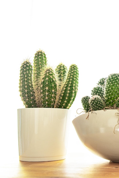 cactus espinoso planta suculenta casa planta perenne interior flor en una maceta sobre la mesa