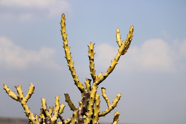 Foto un cactus espinoso que crece en el desierto.