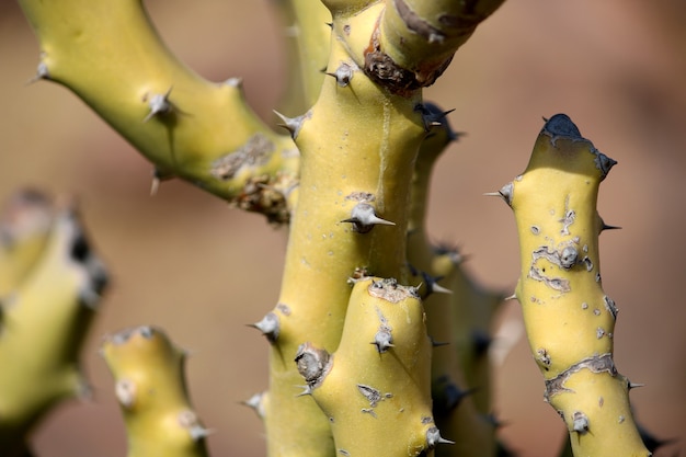 Foto un cactus espinoso que crece en el desierto.