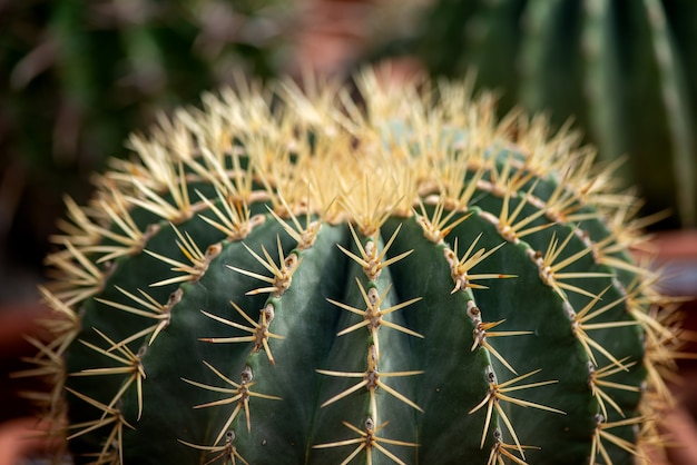 Cactus espinoso redondo verde con espinas afiladas