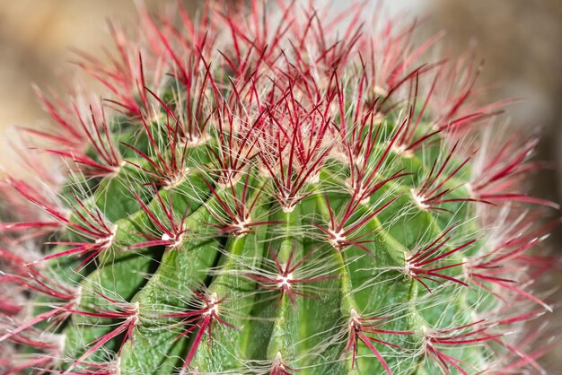 cactus espinoso rojo