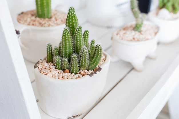 Cactus en estante blanco