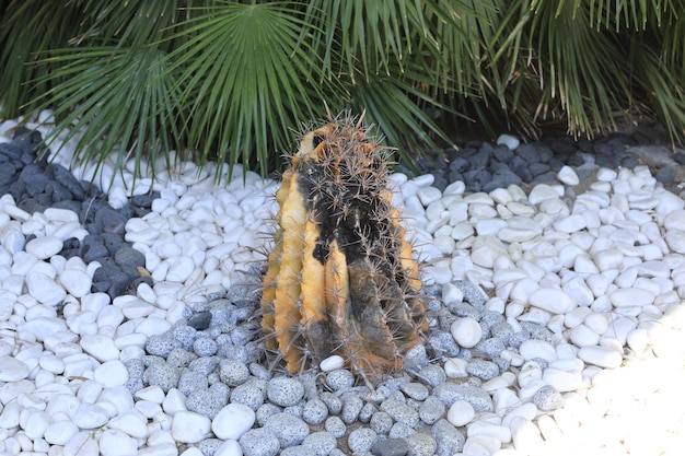 cactus exóticos espinosos que crecen en el suelo