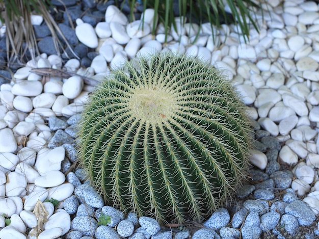 cactus exóticos espinosos que crecen en el suelo