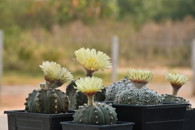 Foto un cactus con una flor amarilla.