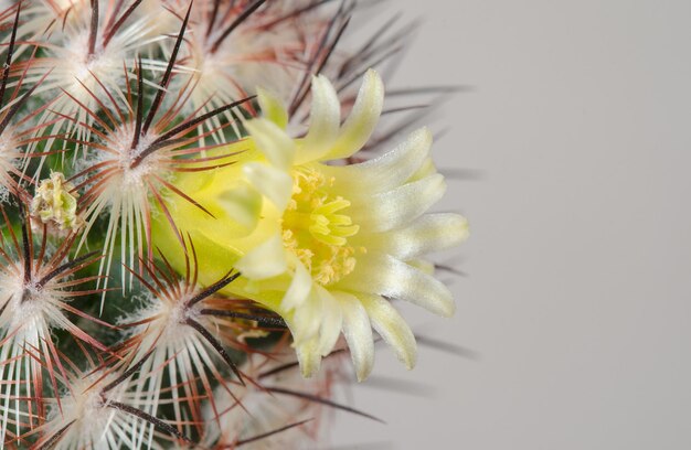 Cactus en flor con flores amarillas.