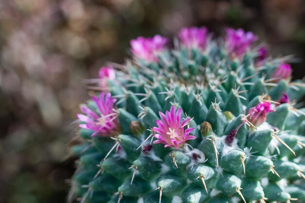 Cactus en flor con flores rojas