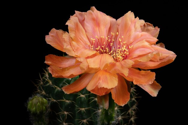 Foto cactus flor fotos hermosa floración en colorido.