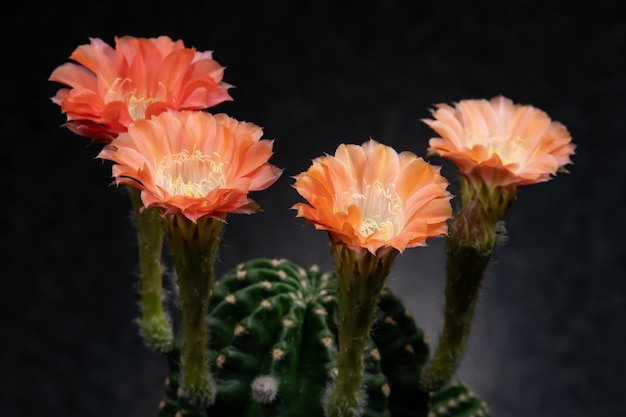 Cactus Flor Fotos Hermosa Floración En Colorido.