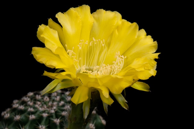 Foto cactus flor fotos hermosa floración en colorido.