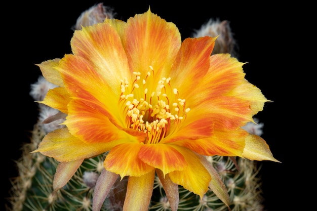 Cactus Flor Fotos Hermosa Floración En Colorido.