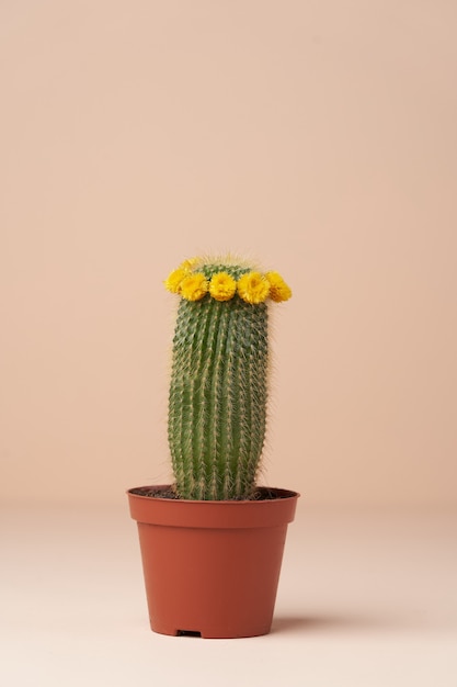 Foto cactus con flor en una maceta marrón. cactus en flor en superficie rosa con espacio de copia