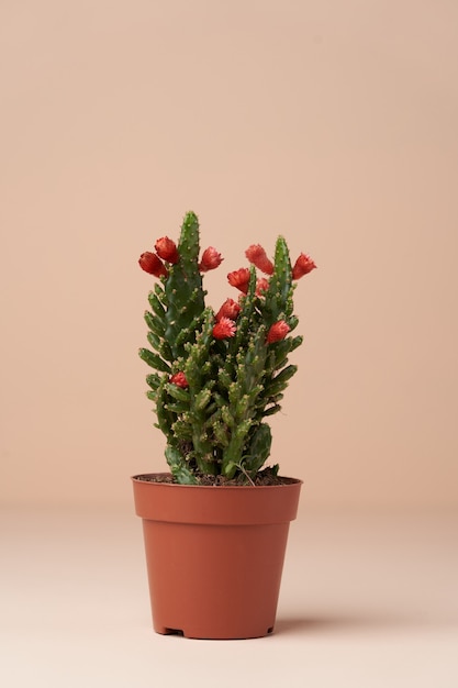 Cactus con flor en una maceta marrón. Cactus en flor en superficie rosa con espacio de copia