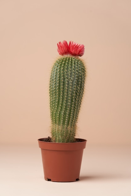 Cactus con flor en una maceta marrón. Cactus en flor en superficie rosa con espacio de copia