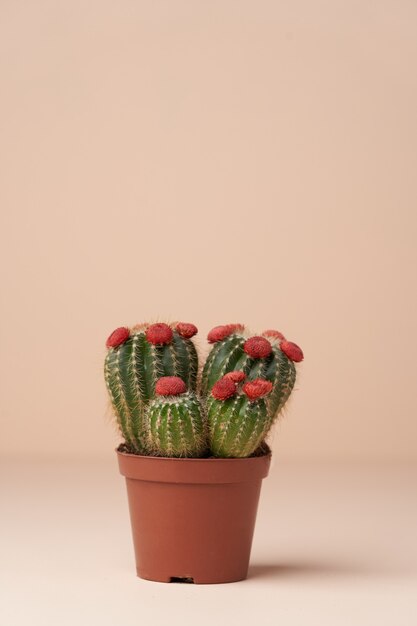 Cactus con flor en una maceta marrón. Cactus en flor en superficie rosa con espacio de copia