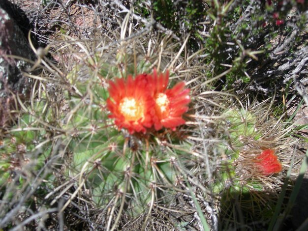 un cactus con una flor roja con el sol brillando sobre ella