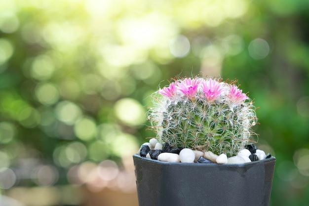 Foto un cactus y una flor rosa en una maceta con fondo de naturaleza bokeh. mammillaria bocasana.