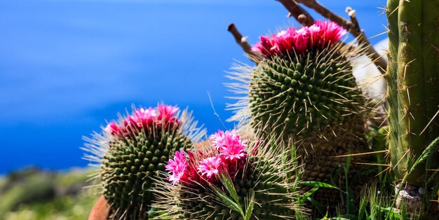 Cactus en flor sobre fondo azul.