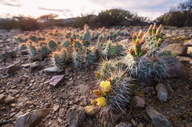 Foto cactus en flor