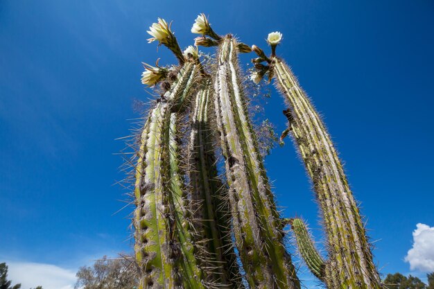 Foto cactus en flor