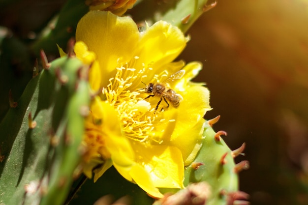 Cactus floreciente amarillo con una abeja afuera en un día soleado