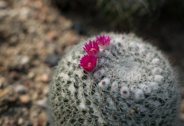 Cactus florecientes, cactáceas o cactus sobre fondo borroso