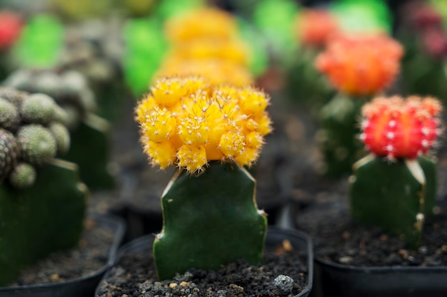 Cactus de flores amarillas plantados en la olla