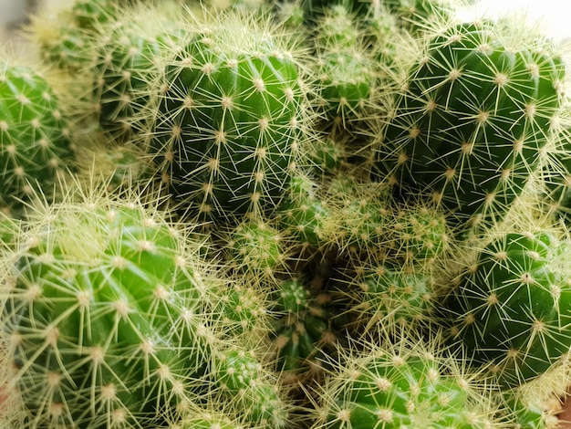 Cactus y flores de cactus populares para decoración.