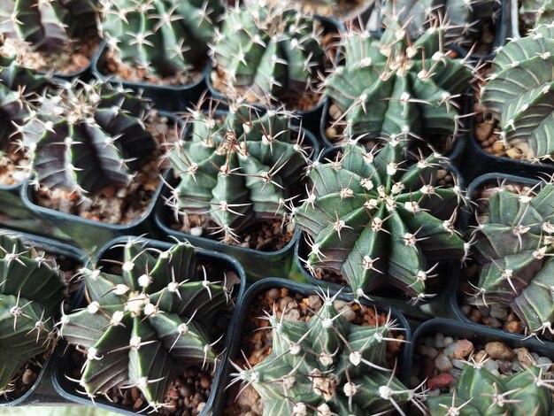 Cactus y flores de cactus populares para decoración.