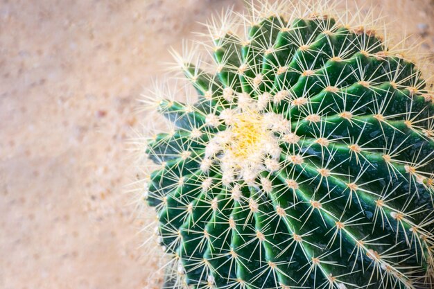 Cactus y flores de cactus populares para decoración.