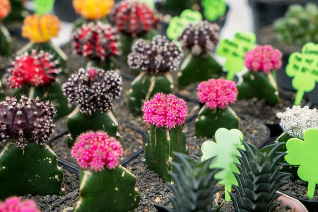 Cactus de flores coloridas plantados en la olla