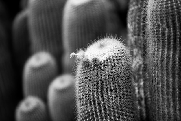 Cactus flover backdround cactos ou padrão de cactáceas