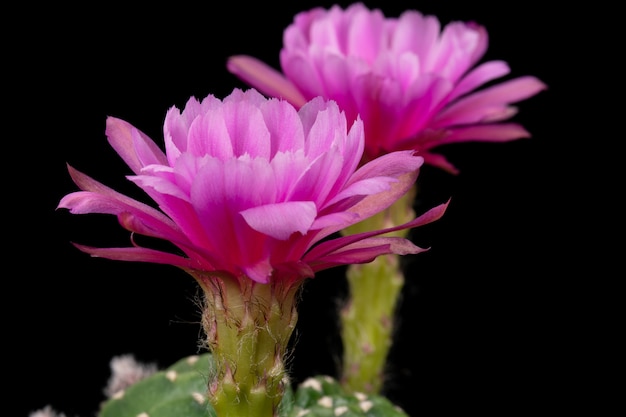 Cactus Flower Pictures Schön blühend in bunten.