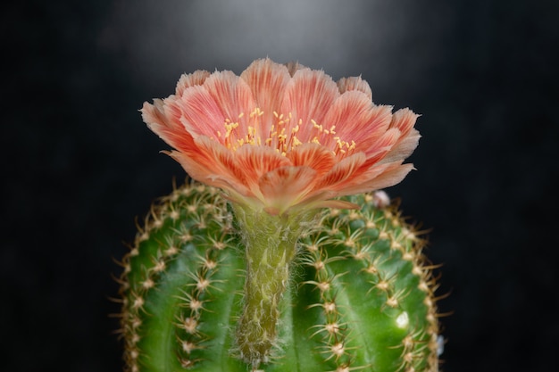 Cactus Flower Pictures Schön blühend in bunten.