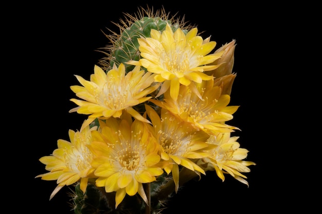 Foto cactus flower pictures schön blühend in bunten.