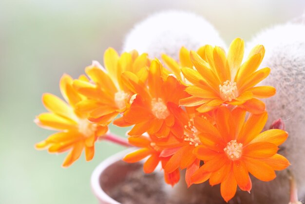 Cactus Flower