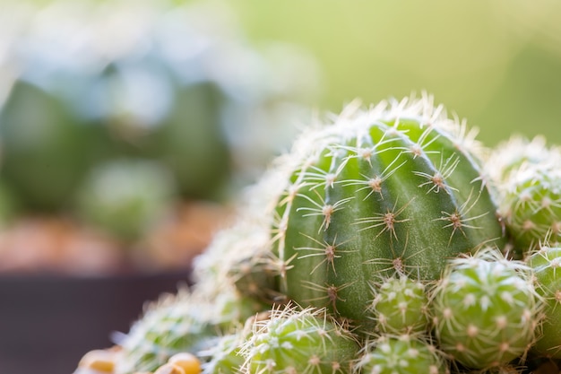 cactus con fondo de naturaleza