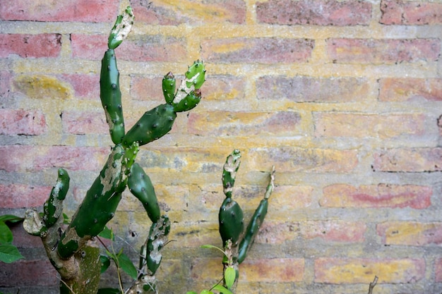 cactus en el fondo de una pared de ladrillo