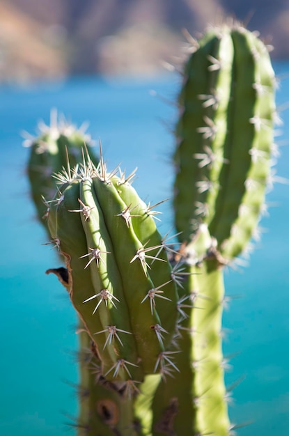 Cactus en forma de globo con espinas largas