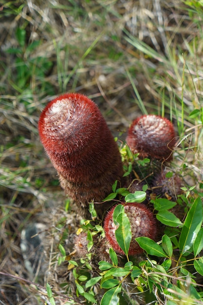 Cactus en forma de pene masculino