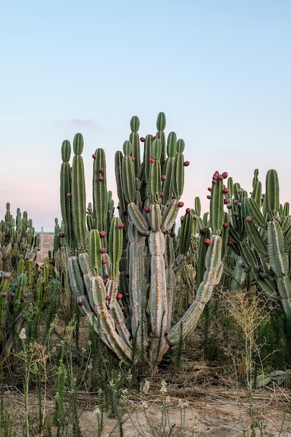 Cactus de frutas